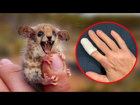 This Cute Little Animal Can Actually Kill You