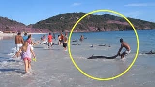 A Group Of Dolphins Just Beached Themselves Leaving Tourists In A Panic To Help