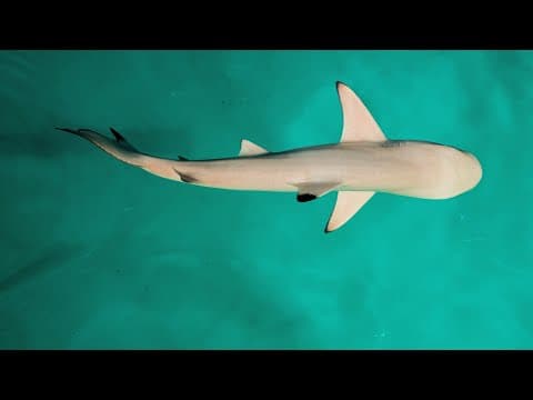 Sharks Use Earth’s Magnetic Fields like a GPS