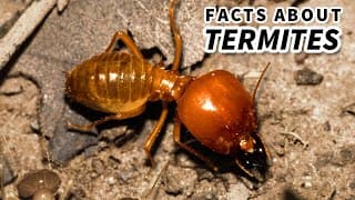 Termite Facts | COLONY ANIMALS