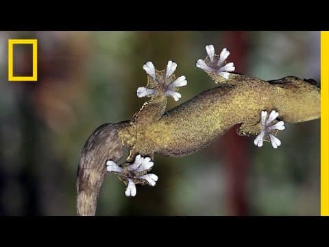 Gecko Feet: How Do They Stick to Walls? | National Geographic
