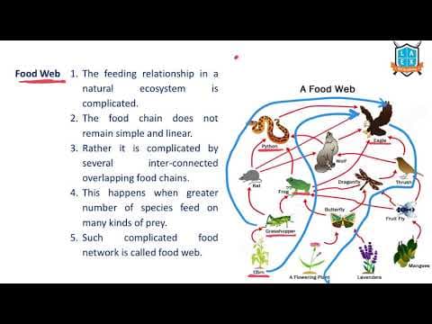 What is Food Web ? || Food Web అంటే ఏమిటి?