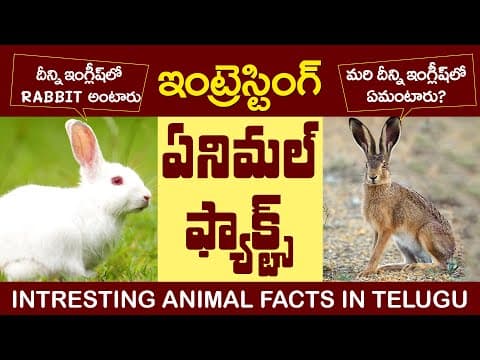 Interesting animal facts - 3