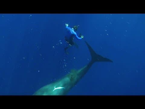 Swimming with Sperm Whales | Super Giant Animals | BBC Earth
