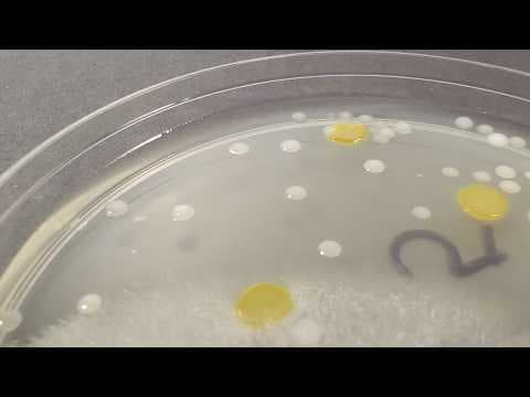 Can Bacteria Survive in Highly Acidic (or Basic) Water? | Science Project - YouTube