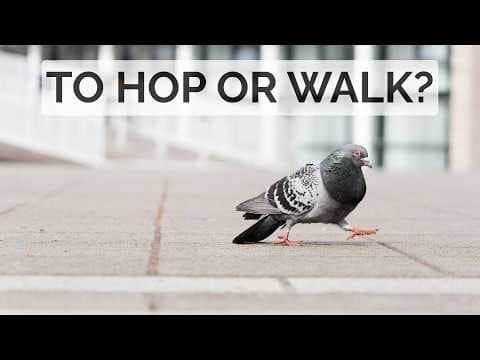 Why do some birds hop and others walk?