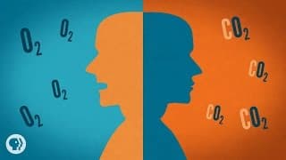 The Beautiful Cycles of Carbon and Oxygen In Your Body