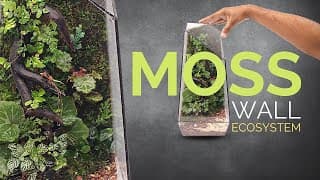 How to make a moss wall ecosystem