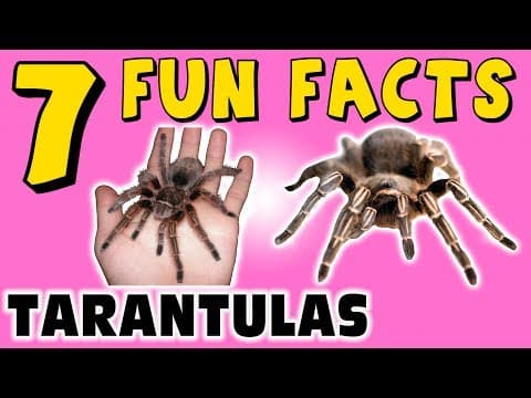 7 FUN FACTS ABOUT TARANTULAS! SPIDER FACTS FOR KIDS! Spider Webs