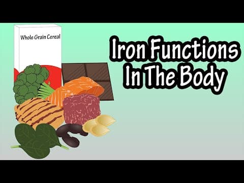Iron Functions And Daily Recommendations In The Body - Functions Of Iron In The Body