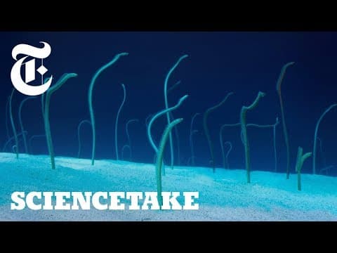 The Strange Life of Garden Eels | ScienceTake