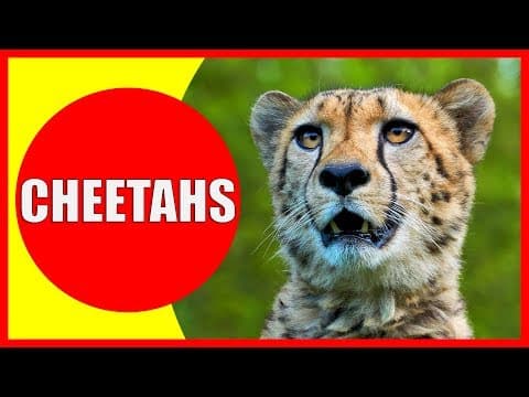 CHEETAHS FOR KIDS - Cheetah Facts Videos for Children