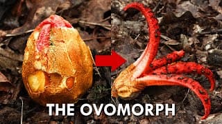 The Devil’s Fingers Fungus Is Straight Out Of Alien