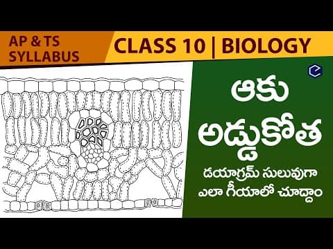 How to draw cross section of leaf in telugu