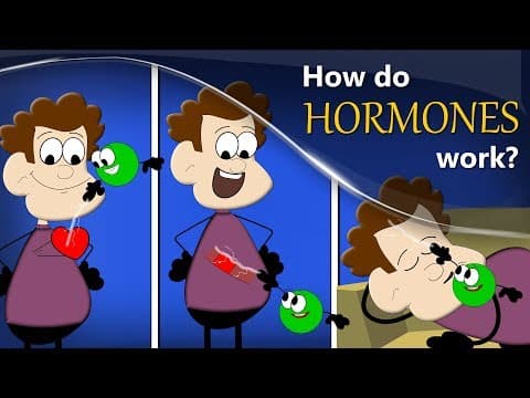 How do Hormones work? + more videos | #aumsum #kids #science #education #children