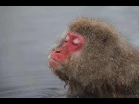 Zen Snow Monkeys in a Hot Springs, Japan - YouTube