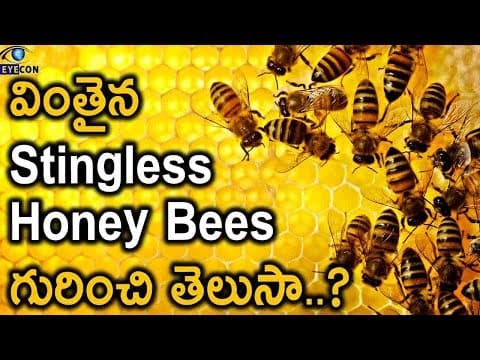 వింతైన Stingless Honey Bees గురించి తెలుసా..? | Meliponini The Stingless Honey Bees | Eyecon Facts