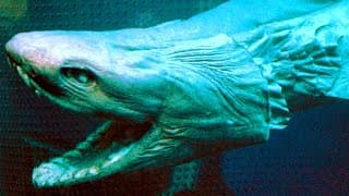 Frilled Shark Facts| SHARKS with FREAKY TEETH