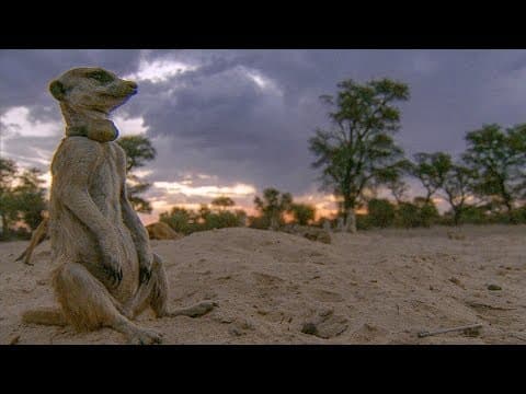Meerkats Split Up in a Dust Storm | BBC Earth