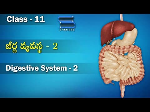 జీర్ణ వ్యవస్థ - Digestive System Part 2 | Digestion and Absorption