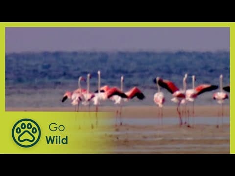 In the pink - flamingos - animal antics