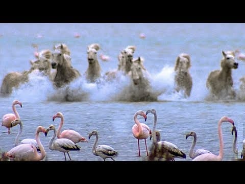 Wild Horses Run into Flamingos Feeding
