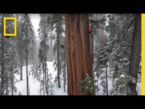 Magnificent Giant Tree: Sequoia in a Snowstorm | National Geographic - YouTube