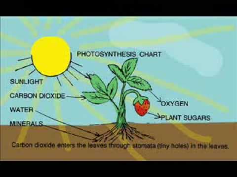 Narrated Video: A Plant Story - YouTube
