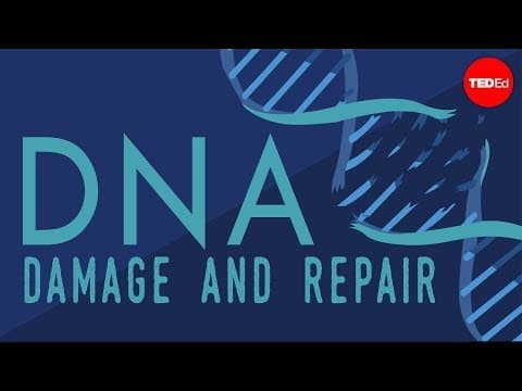 What happens when your DNA is damaged? - Monica Menesini - YouTube