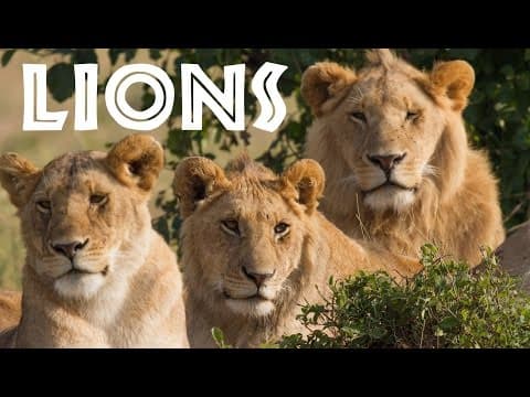 All about lions for children animal safari videos for kids