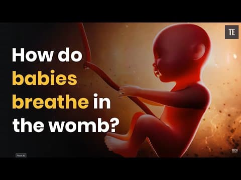 How Do Babies Breathe In The Womb?