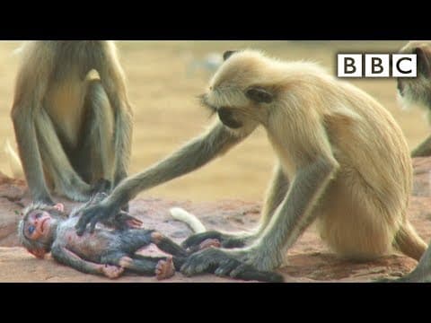 Langur monkeys grieve over fake monkey | Spy in the Wild