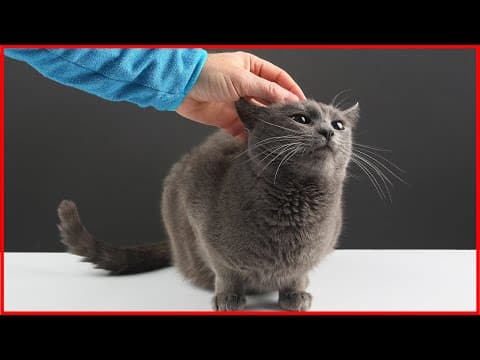 How Know If Your Cat Loves You