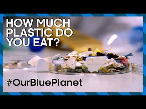 How Much Plastic Do You Eat? #OurBluePlanet | Earth Science - YouTube