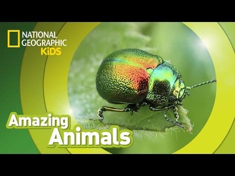 Beetle - amazing animals