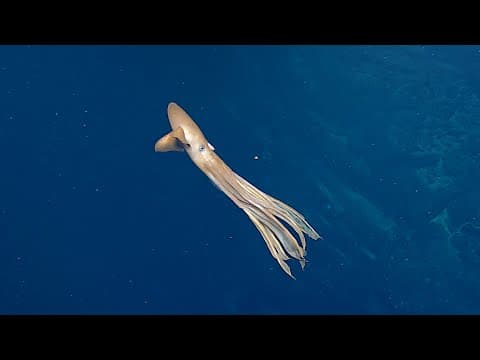 One Seamount, THREE Dumbo Octopus