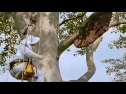 Giant Honey Bees | Life in the Undergrowth | BBC Studios - YouTube