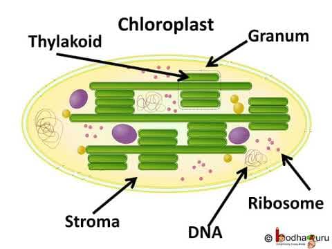 पोषण – Part 4 – Photosynthesis – place and stages – Hindi