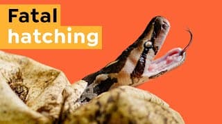 Why this Baby Pythons Life will Soon Be Over I Nature is Brutal