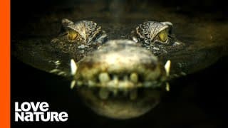 Crocs| Masters of Invisibility | Predator Perspective