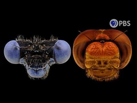 Pick Your Player: Dragonfly vs Damselfly | Deep Look - YouTube