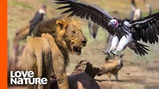 Lion Protects Its Prey From Vultures | Predator Perspective