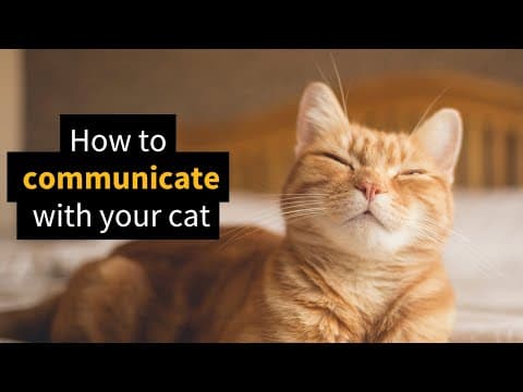 A Simple Trick to Communicate With Your Cat