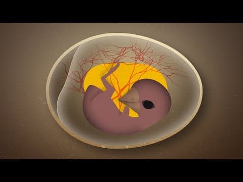 How Birds Get Oxygen Inside Their Eggs - YouTube