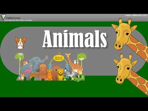 learn about animals l Wild animals