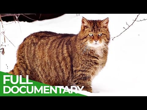 Secrets of the woods-an incredible journey-part 2-owner free documentary nature