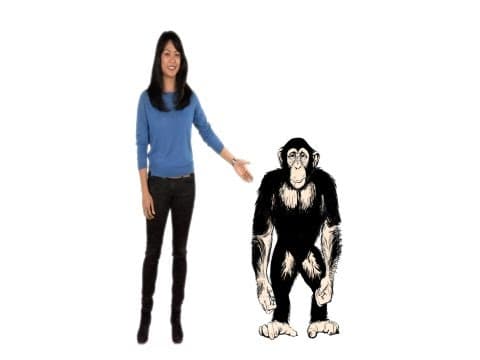 Why Are Chimps Stronger Than Humans?