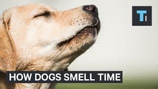How Dogs Can Tell Time With Their Nose