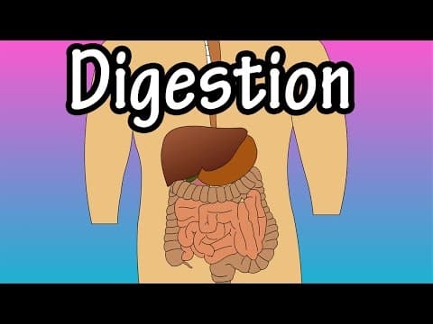 Digestion - How Digestion Works - Digestion Process