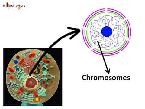कोशिका – कोशिका केन्द्रक , गुणसूत्र या क्रोमोज़ोम Cell and Nucleus – in Hindi